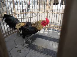 Hasil gambar untuk ayam birma hari ini