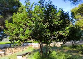 Resultado de imagen de laurel