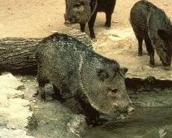 Image of Javelina in Texas
