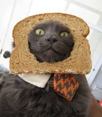 Bildergebnis für cat bread