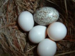 Image result for brown headed cowbird eggs