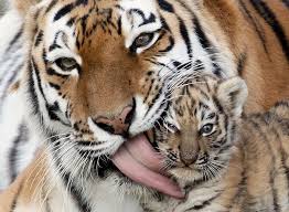 Image result for tiger wound