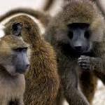  Baboons break out of a research center using a barrel and savor a fleeting taste of rebellion