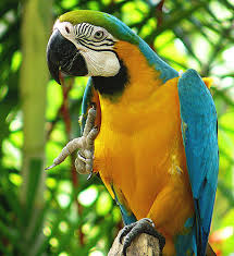 Image result for baby macaw parrot for sale