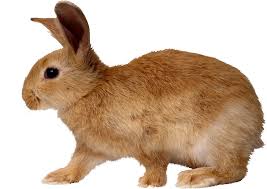 Image result for RABBIT