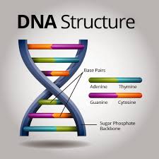 Risultati immagini per siamo fatti così dna