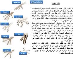 Image of أقدام الطيور