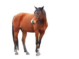 Image result for HORSE