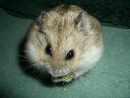 Resultado de imagen de hamster ruso gris