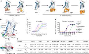 efficacy Modulation of Conformational Dynamics in the µ-Opioid Receptor by Ligand Efficacy