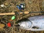 Salmon Fishing Tips - Tips on How to Catch Salmon