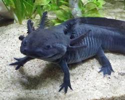 Gambar Axoloti