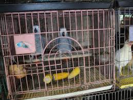 Image result for african grey parrot for sale