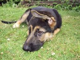 Image result for PUPPY GSD