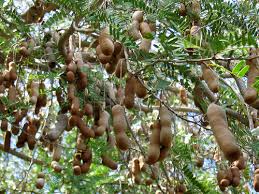 images of tamarind trees க்கான பட முடிவு