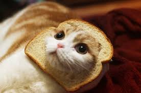 Bildergebnis für cat bread