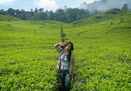 Hasil gambar untuk foto wisata bandung selatan ciwidey