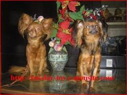 Rsultat de recherche d'images pour "IMAGE PETIT CHIENS"