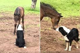 'Friendliest' Collie Sneaks Into Horse's Field to Visit His Best ...