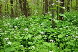 Image result for garlic mustard