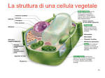 Atlante di Botanica: La cellula vegetale - Agraria. org