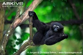 Image result for gibbon