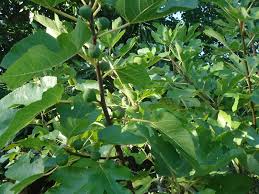 Resultado de imagem para figos de Sao Joao