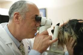Ophthalmologist Stefano Pizzirani examines his canine patient for signs of age-related eye problems. Photo: Steven Vote - fe4-2
