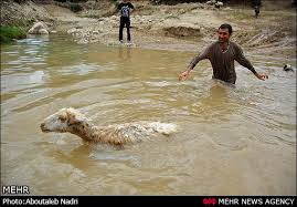 Image result for ‫عکس پشم چینی گوسفندان‬‎