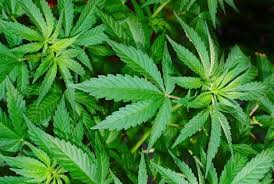 Image result for cây đay dệt vải