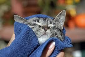 Resultado de imagen para bañando a gatos
