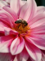 ein stück Sommer - Bild \u0026amp; Foto von Nicki Krüger aus Bienen, Wespen ...