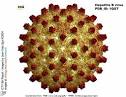 Infections broncho-pulmonaires de laposadulte (item 86) Douleurs