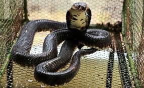 Schlangenbiss im Ägypten-Urlaub: Urlauber starb nach Show in Hotel