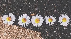 Image result for daisies tumblr