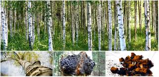 Image result for chaga mushroom images