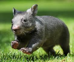 Image result for wombat