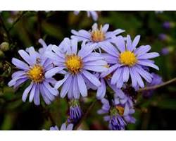 Image of Smooth blue aster in Northeast US