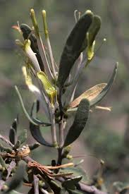 Image result for Spragueanella rhamnifolia