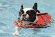 Boston terrier life jacket