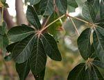 Image result for Schinziophyton rautanenii