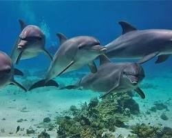 صورة Dolphin watching, Hurghada