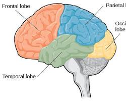 Image of four lobes of the cerebral cortex