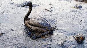 Image result for "Exxon Valdez"