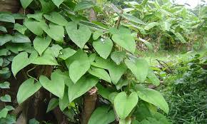 Image result for เฉาก๊วยทำมาจากอะไร