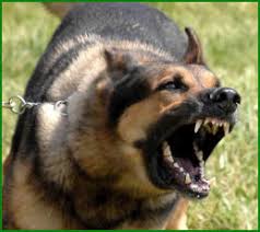 Bildergebnis für bilder angstverhalten hund