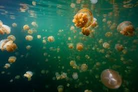 Isolated For 12,000 Years, This Lake Has 5 Million Members Of A Subspecies Not Found Anywhere Else On Earth