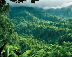 Image de Papua New Guinea rainforest