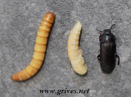 Résultat de recherche d'images pour "vers de farine"