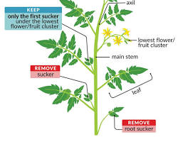 Image of Deadheading tomatoes